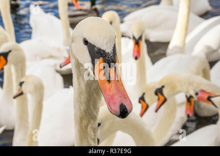 Nahaufnahme der Kopf eines wilden Schwan mit dem Rest der Herde im Hintergrund Stockfoto