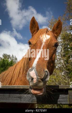 Pferd suchen über Zaun an einem sonnigen Tag Stockfoto