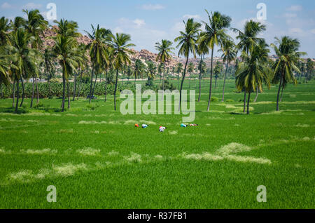 Landwirtinnen in Reisfeldern an Anegundi, Karnataka, Indien Stockfoto