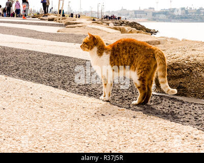 Tel Aviv, Israel - Februar 4, 2017: rote Katze mit weissen Flecken am Strand von Tel Baruch in Tel Aviv Stockfoto