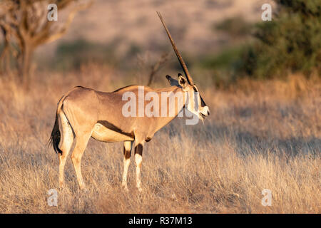 Oryx in Kenia, Afrika Stockfoto