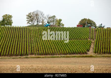 Champagne Weinberge der Côte des Bar der Aube Abteilung. Frankreich Stockfoto