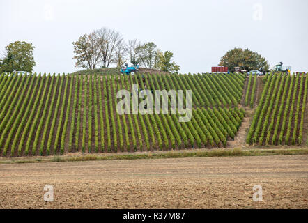 Champagne Weinberge der Côte des Bar der Aube Abteilung. Frankreich Stockfoto