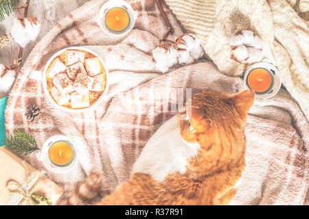 Rot weiss Katze auf Plaid, Tasse Kaffee, Baumwolle pflanze Blume Zweige, Notepad, Kerzen. Herbst Winter schönen Hintergrund, gemütliche Home Konzept, kopieren Spa Stockfoto