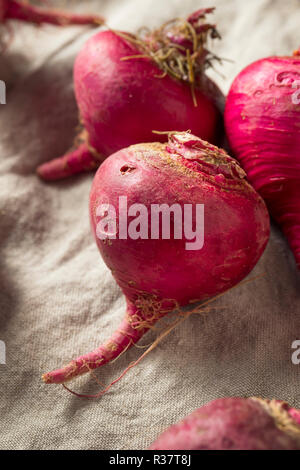 Rosa und Rote Rüben Wurzeln bereit zu Kochen Stockfoto