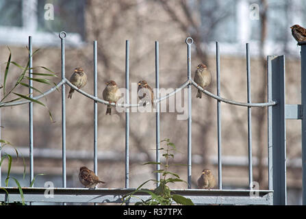 Spatzen, ein Treffen auf dem Zaun. Die Stadt. Stockfoto