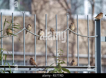 Spatzen, ein Treffen auf dem Zaun. Die Stadt. Stockfoto