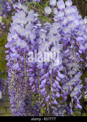 Glyzinie Blauregen, Glyzine, Wisterie, Wistarie, Glyzinien, Glyzinien