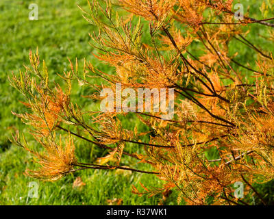 Herbst Farbe in die Nadel wie Blätter der Chinesischen Cypress Swamp, Niger pensilis Stockfoto