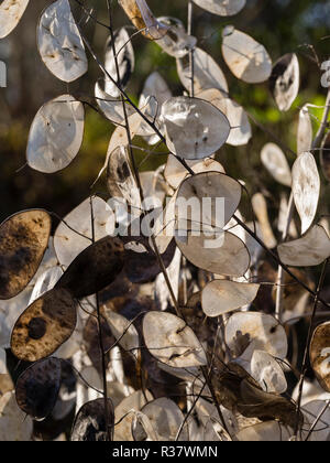 Samenkapseln des jährlichen Ehrlichkeit, Lunaria annua bieten im Herbst und Winter Dekoration Stockfoto