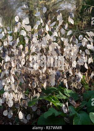 Samenkapseln des jährlichen Ehrlichkeit, Lunaria annua bieten im Herbst und Winter Dekoration Stockfoto