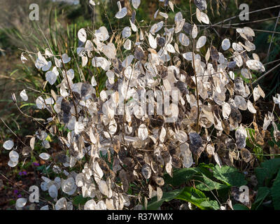 Samenkapseln des jährlichen Ehrlichkeit, Lunaria annua bieten im Herbst und Winter Dekoration Stockfoto