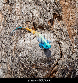 Ein männlicher Baum Agama im südlichen afrikanischen Wäldern Stockfoto