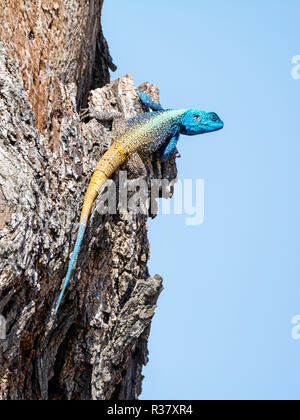 Ein männlicher Baum Agama im südlichen afrikanischen Wäldern Stockfoto