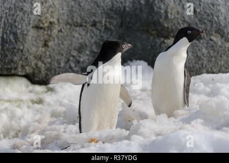 Zwei Adelie Pinguine auf Schnee Stockfoto