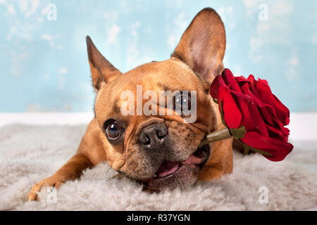 Französische Bulldogge mit Rose Stockfoto