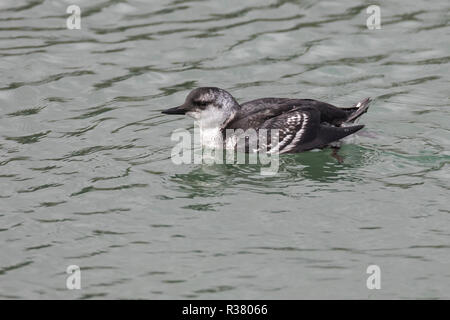 Gryllteiste, Jungvogel, Jugendkleid, Teiste, Cepphus grylle, Gryllteiste, Tystie, Le Guillemot à Miroir Stockfoto