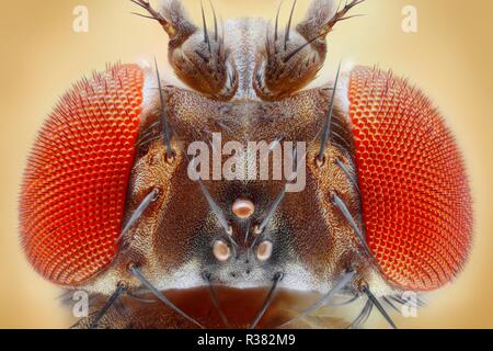 Extrem scharfes und detailliertes Bild der Fruchtfliege Kopf bei einer extremen Vergrößerung mit einem Mikroskop Ziel genommen. Stockfoto