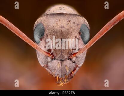 Extrem scharfe und detaillierte Studie über eine Ameise Kopf mit einem Mikroskop Ziel von vielen Bilder gestapelt in einem sehr scharfen Foto genommen. Stockfoto