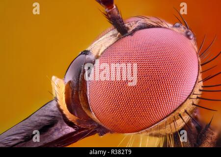 Extrem scharfe und detaillierte Insekt Verbindung Auge Oberfläche an eine extreme Vergrößerung mit einem Mikroskop Ziel genommen. Stockfoto