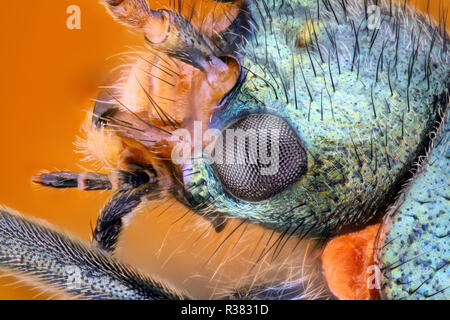 Extrem scharfe und detaillierte Studie über ein Insekt Kopf mit einem Mikroskop Ziel von vielen Bilder gestapelt in einem sehr scharfen Foto genommen. Stockfoto