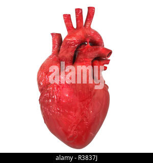 Realistische menschliche Herz Orgel mit aorta und der Arterien, 3D-Rendering auf weißem Hintergrund Stockfoto