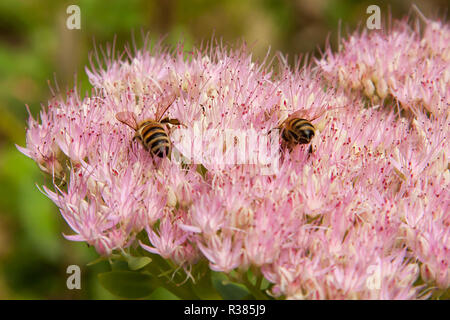 Bienen sammeln den Pollen Stockfoto