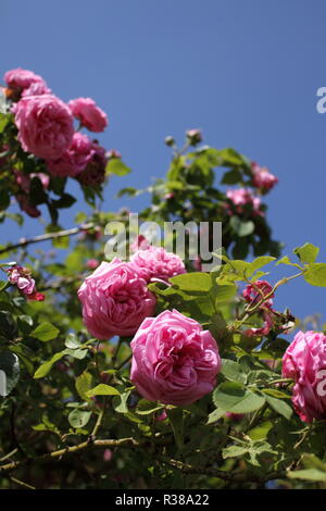 Bourbon rose Louise odier Stockfoto