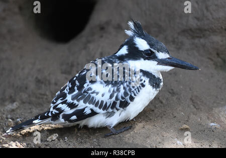 Eine weibliche pied Kingfisher (Ceryle rudis) außerhalb ihrer Verschachtelung fuchsbau am Rande des Kazinga Kanal zwischen Lake George und Lake Edward. Königin Eli Stockfoto