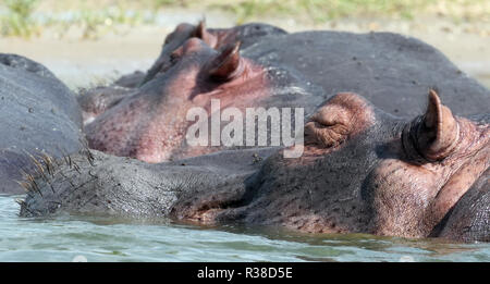 Ein Nilpferd (Hippopotamus amphibischen) schläft den ganzen Tag im seichten Wasser der Kazinga Kanal zwischen Lake George und Lake Edward. Queen El Stockfoto