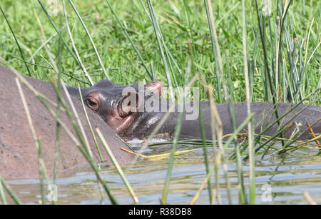 Ein neu geboren Baby Nilpferd (Hippopotamus amphibischen) neben den Großteil seiner Mutter im seichten Wasser des Kazinga Kanal zwischen See Georg Stockfoto