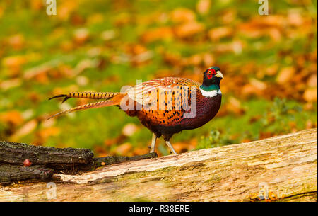 Fasan, männlich, ringnecked oder gemeinsamen Fasan (Phasianus colchicus) im natürlichen Lebensraum, mit Grün und Orange, bunte herbstliche Landschaft im Hintergrund. Stockfoto