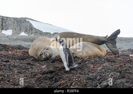 Seeelefanten und Gentoo Pinguin Stockfoto