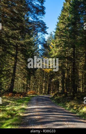 Blick entlang der Räuber Straße in der Galloway Forest Park während der Herbstsaison. Stockfoto