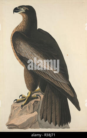 Der Vogel von Washington oder Great American Sea Eagle. Stand: 1827. Medium: Handcolorierte Radierung und Aquatinta auf Whatman Papier. Museum: Nationalgalerie, Washington DC. Autor: Robert Havell nach John James Audubon. Stockfoto