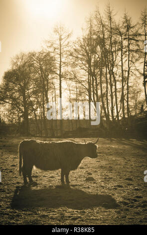Highland Kuh-Schottland Stockfoto