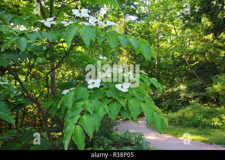 Inniswood Metro Gärten, Westerville, Ohio Stockfoto