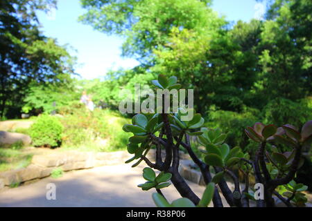 Inniswood Metro Gärten, Westerville, Ohio Stockfoto