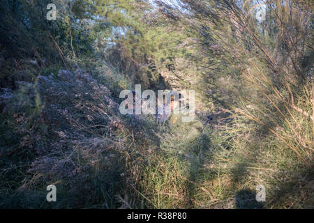 Us Border Patrol-Agenten Festnahme illegal aliens versuchen, den Rio Grande Fluss in den Vereinigten Staaten vom 15. November 2018 in McAllen, Texas zu überqueren. Stockfoto