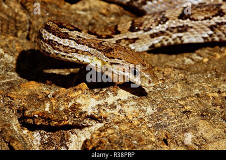 Kornnatter Stockfoto