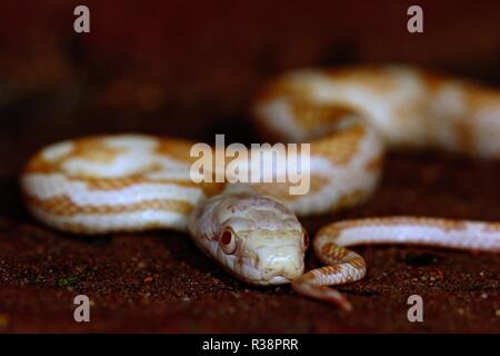 Corn Snake 2 Stockfoto