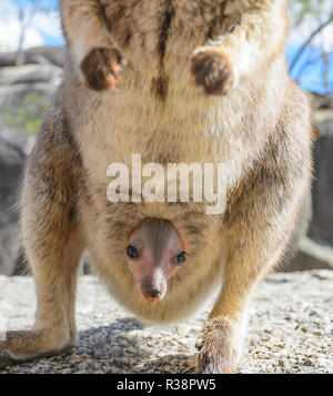 Gefährdete Mareeba schmucklose Rock Wallaby mit Joey in ihrer Tasche (Petrogale inornata, Mareeba Rennen), Granite Gorge Nature Park, in den Atherton Tablelands, Stockfoto