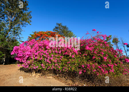 Bunten Bougainvillea Busch, Atherton Tablelands, Far North Queensland, FNQ, QLD, Australien Stockfoto