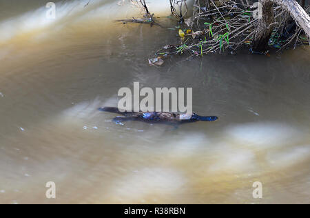 Schnabeltier (Ornithorhynchus anatinus), Platypus Aussichtsplattform, Yungaburra, Atherton Tablelands, Queensland, Queensland, Australien Stockfoto