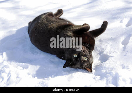 Brötchen im Schnee Stockfoto