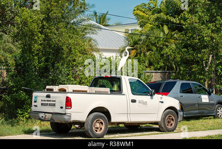 Key West, Usa-January 9. 2016: Dach Auto auf der Straße mit weißer Vogel, Graureiher und Silberreiher auf An sonnigen Sommertag an natürlichen Hintergrund geparkt. Tier- und Pflanzenwelt und Natur. Ornithologie Stockfoto