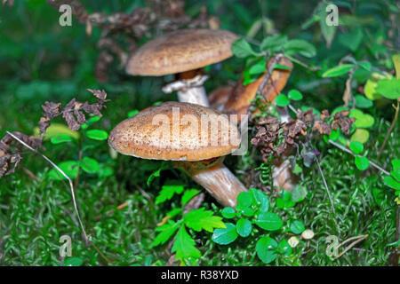 Armillaria Mellea, gemeinhin als Honig Pilz bekannt, ist ein basidiomycet Pilz in der Gattung Armillaria. Stockfoto