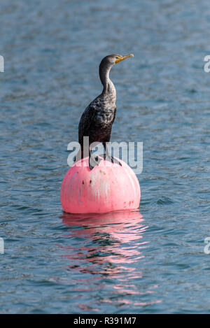 Double-Crested Kormoran ausgewogene Schwimmhäuten perfekt auf Ocean Cove Boje beim Rest. Stockfoto