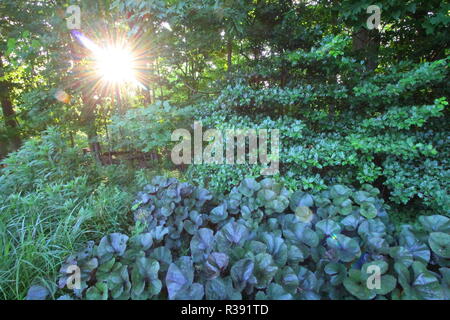 Inniswood Metro Gärten, Westerville, Ohio Stockfoto