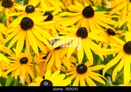 Gerbera, Daisy, gÃ¤seblÃ¼mchen, Marguerite Stockfoto